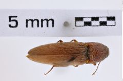 Foto (Dorsalansicht) von Melanotus cribulosus (NHMW-ZOO-COL-0007774)